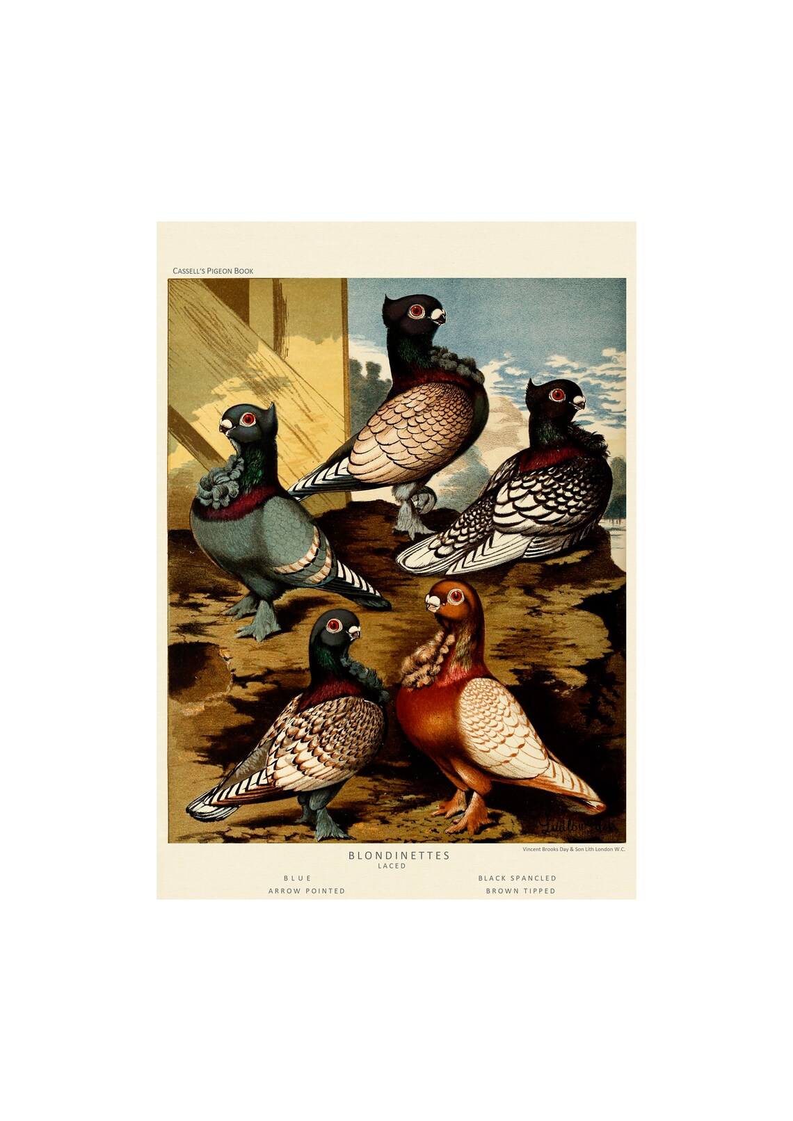 Blondinettes Laced Pigeons Antique Lithograph, 1880