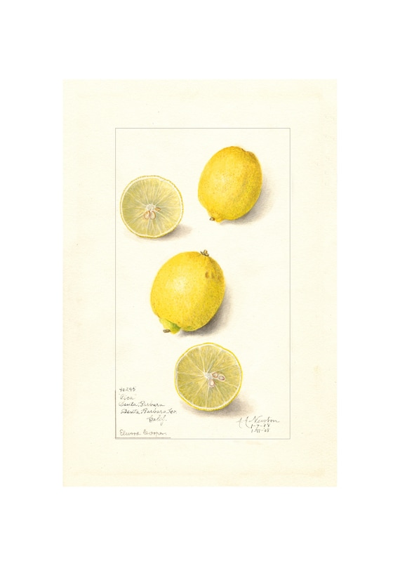 Pomological Watercolor Collection Lemons C 1886 1916 Giclee Fine Art Print Framedunframedcanvas