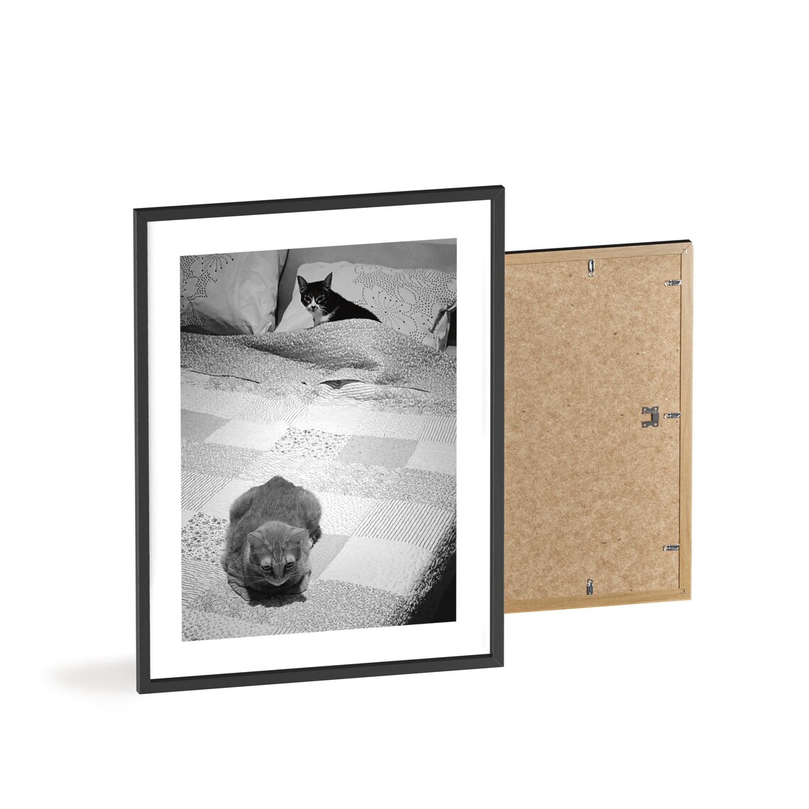 Funny Cat Photograph, Bedroom Decor - Image 4