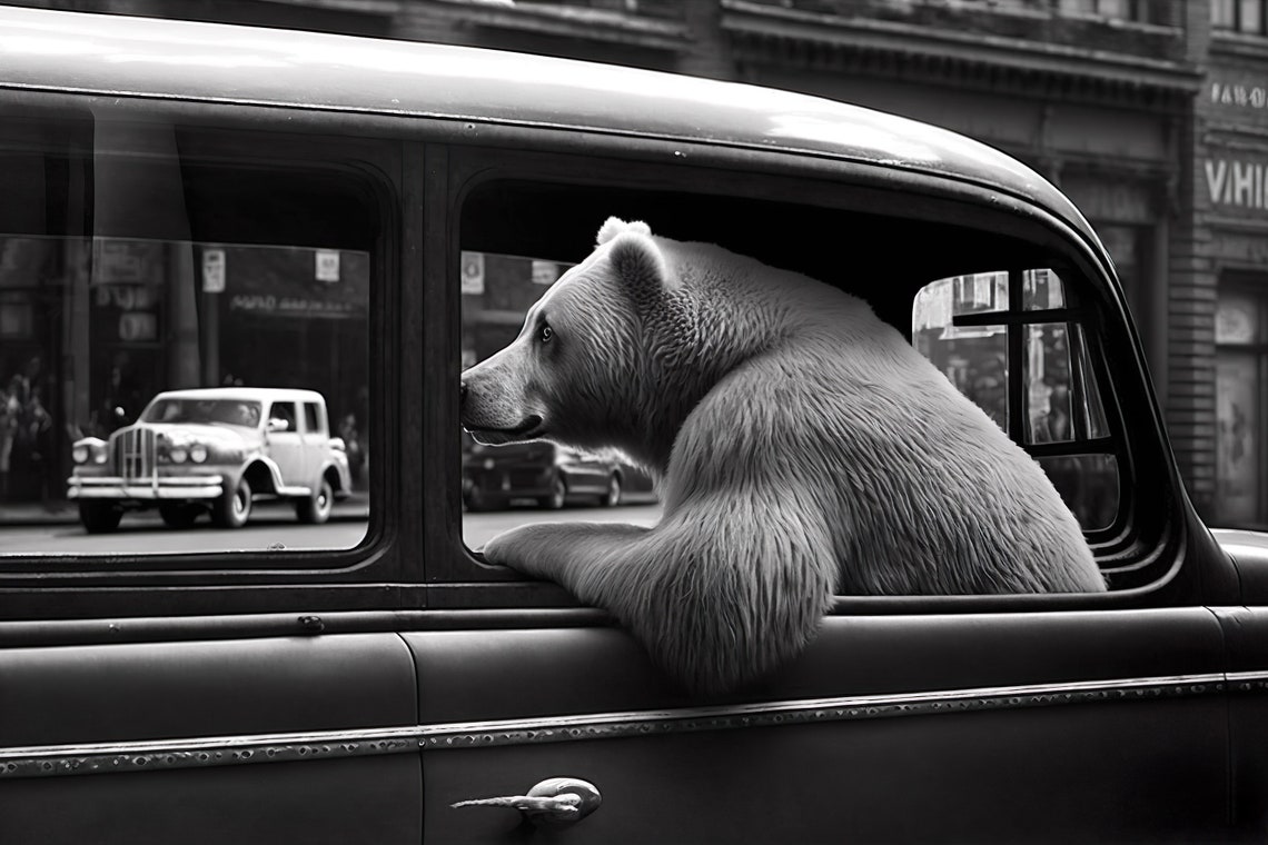 Bear Looking Out Of Vintage Car Window Black And White City Poster