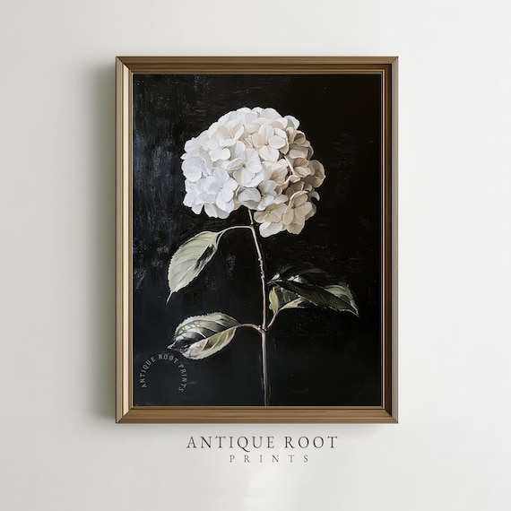 White Hydrangea Bloom Vintage Poster Black Background Botanical Art