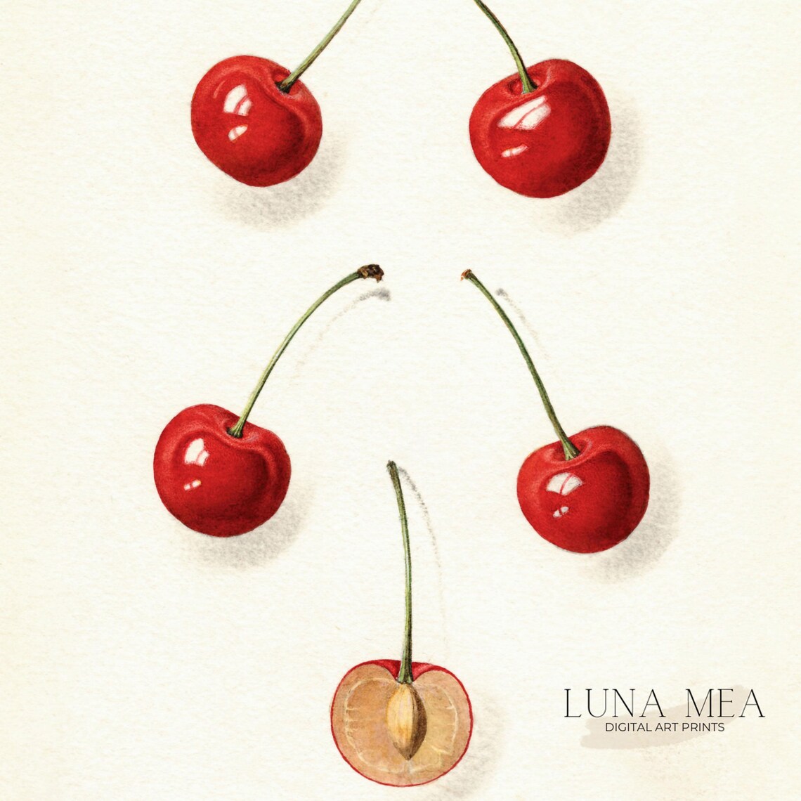 Vintage Cherry Antique Botanical Illustration, Kitchen - Image 3