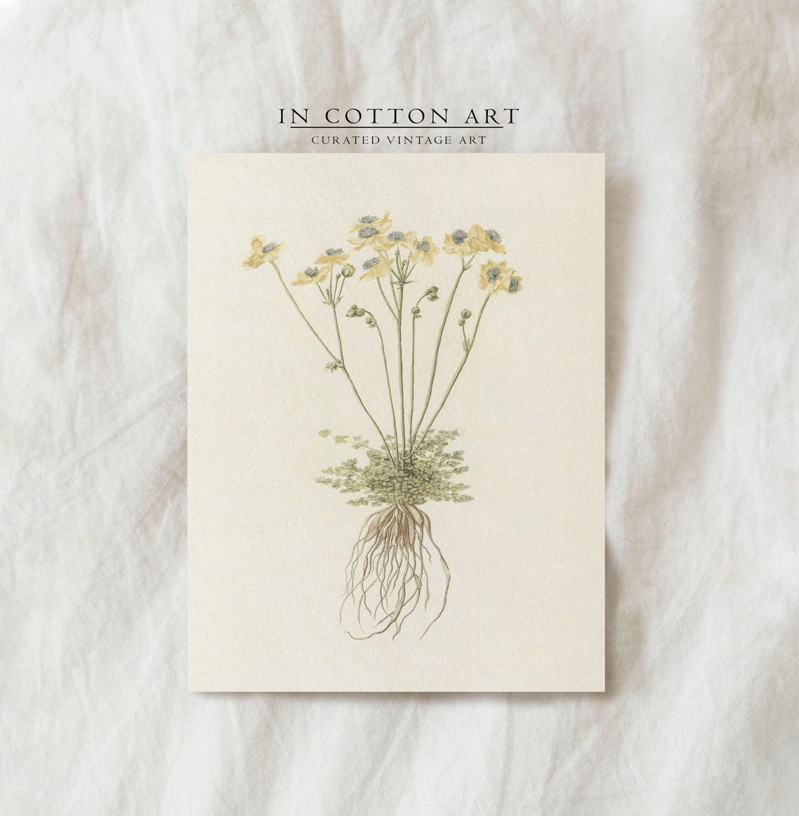 Antique Yellow Wildflower Botanical Roots Illustration Art Print