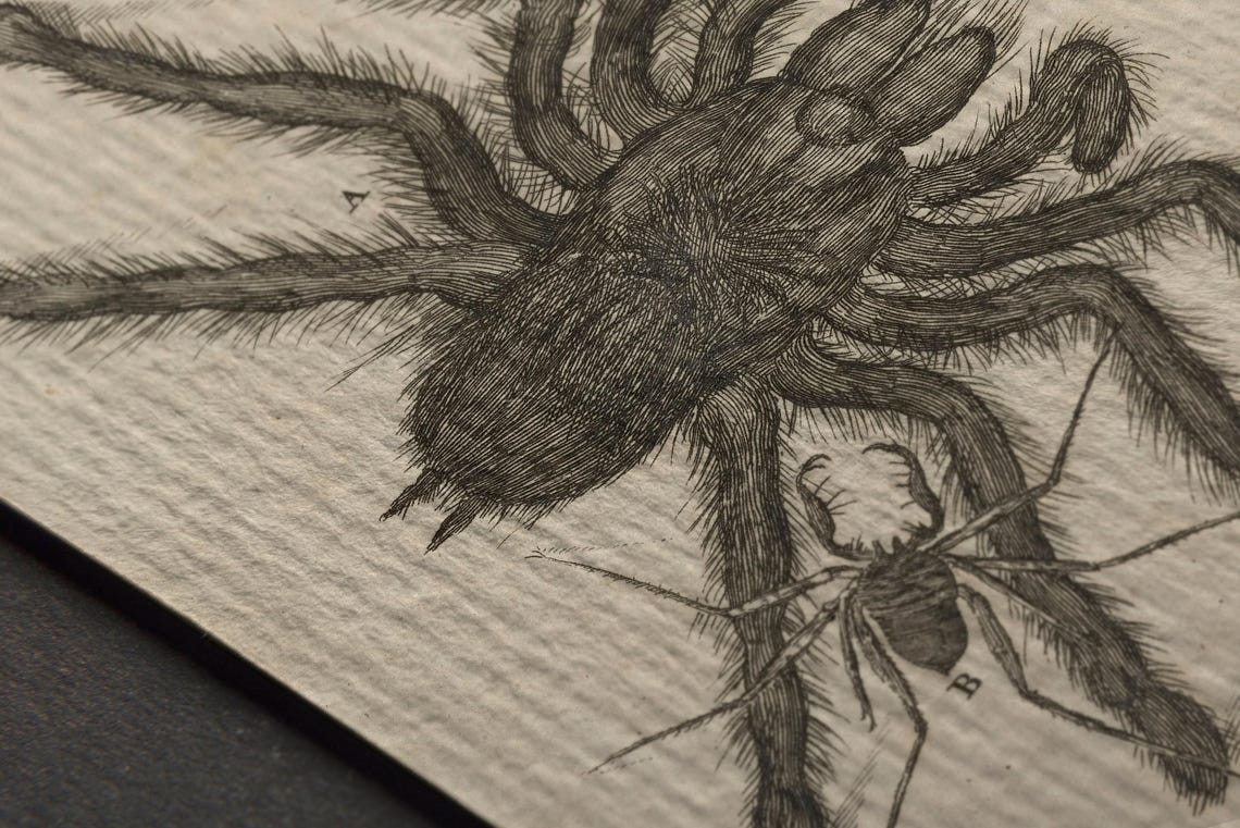 Antique Tarantula Engraving Natural History Spider Illustration Print - Image 2