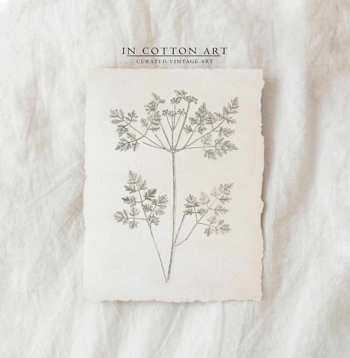 Vintage Botanical Branch Sketch Art Print, Farmhouse