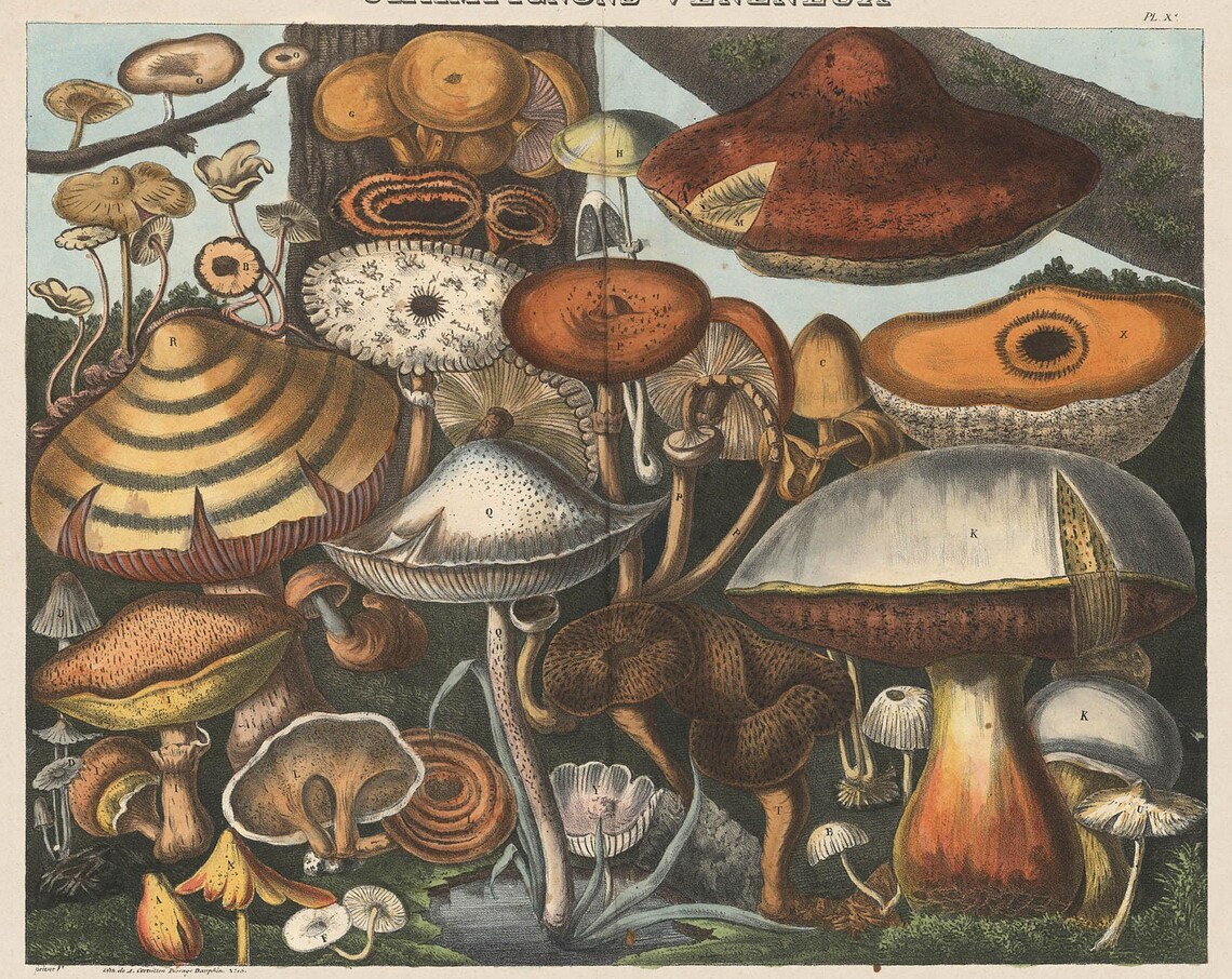 Poisonous Mushrooms Plate X Art Print