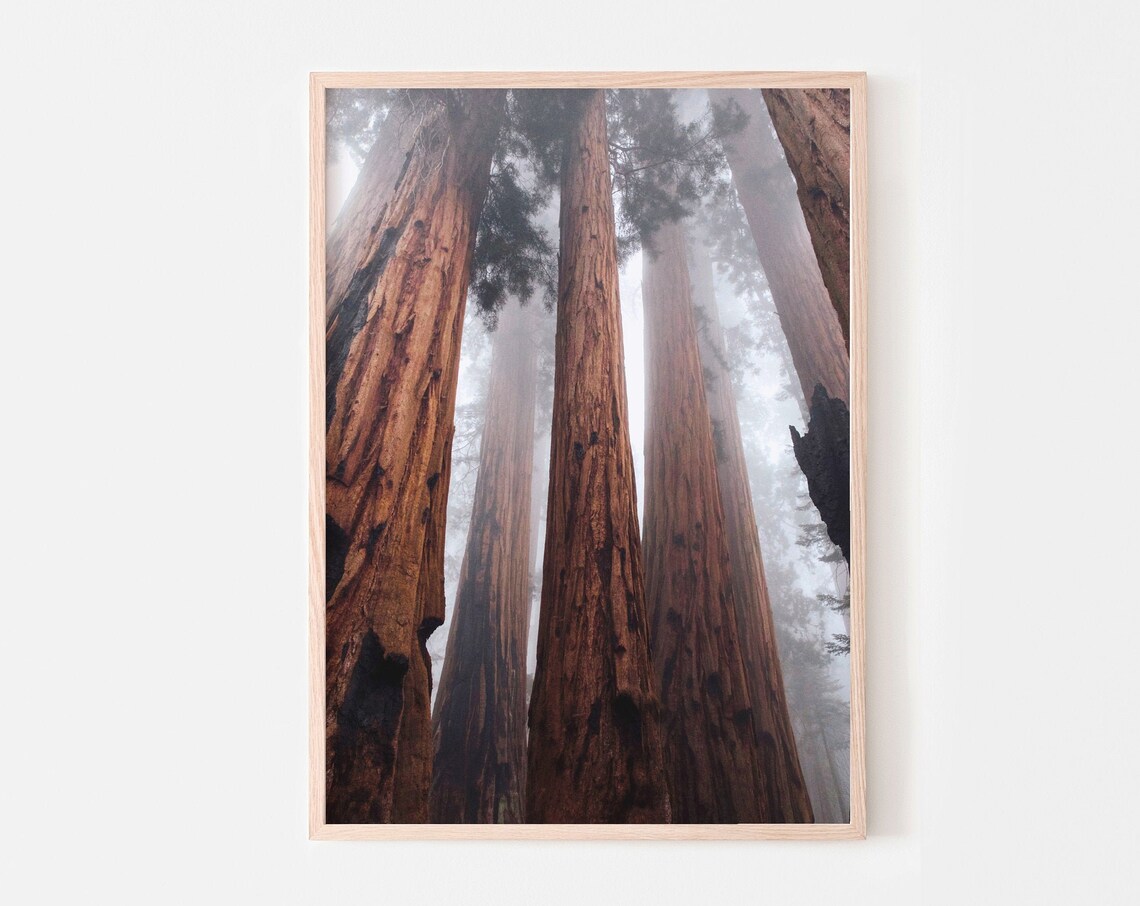 Redwood Trees National Park Art Print, Nordic Decor