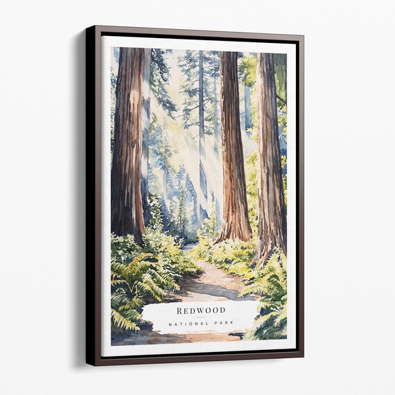 Redwood National Park Watercolor Giant Forest Trees Trail Poster