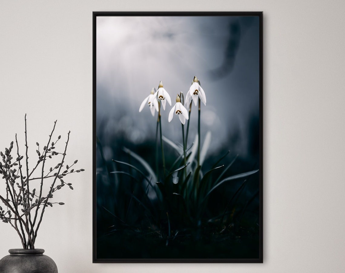 Snowdrop Flowers Blooming in Cold Winter Light Photography Poster