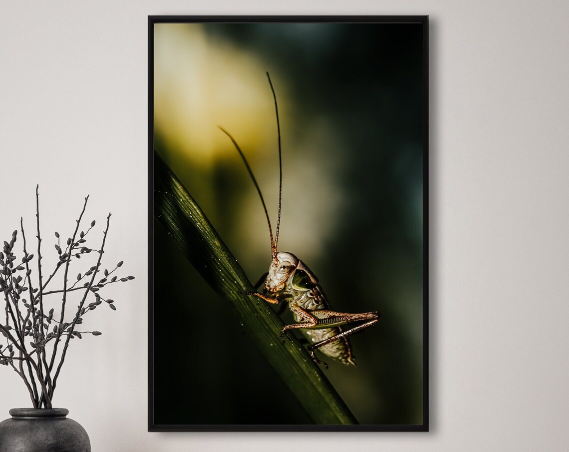 Green Grasshopper Insect Macro Dark Moody Nature Portrait Poster
