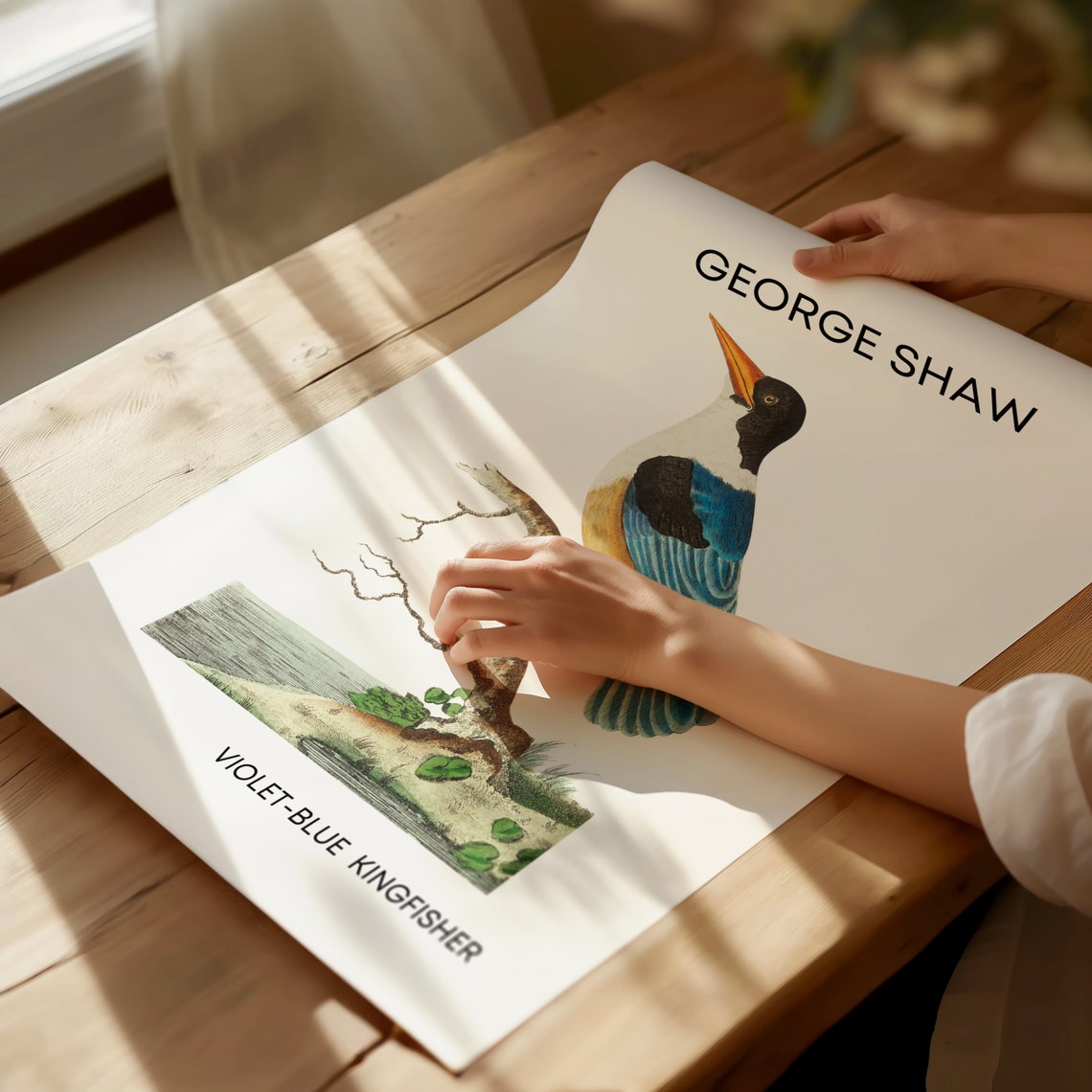 George Shaw Violet-Blue Kingfisher Vintage Bird Artwork Poster - Image 2