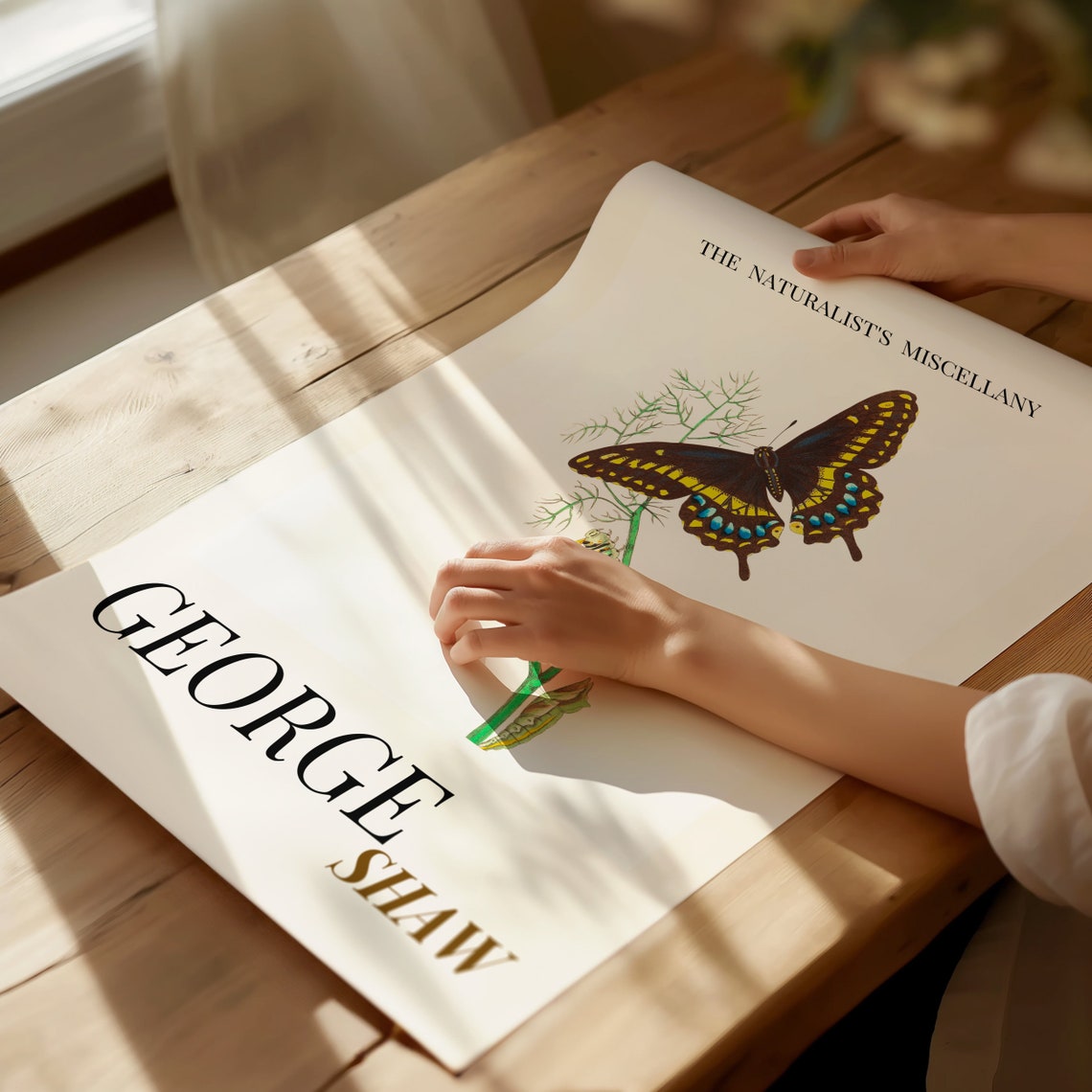 George Shaw Swallowtail Butterfly Life Cycle Illustration Poster - Image 2