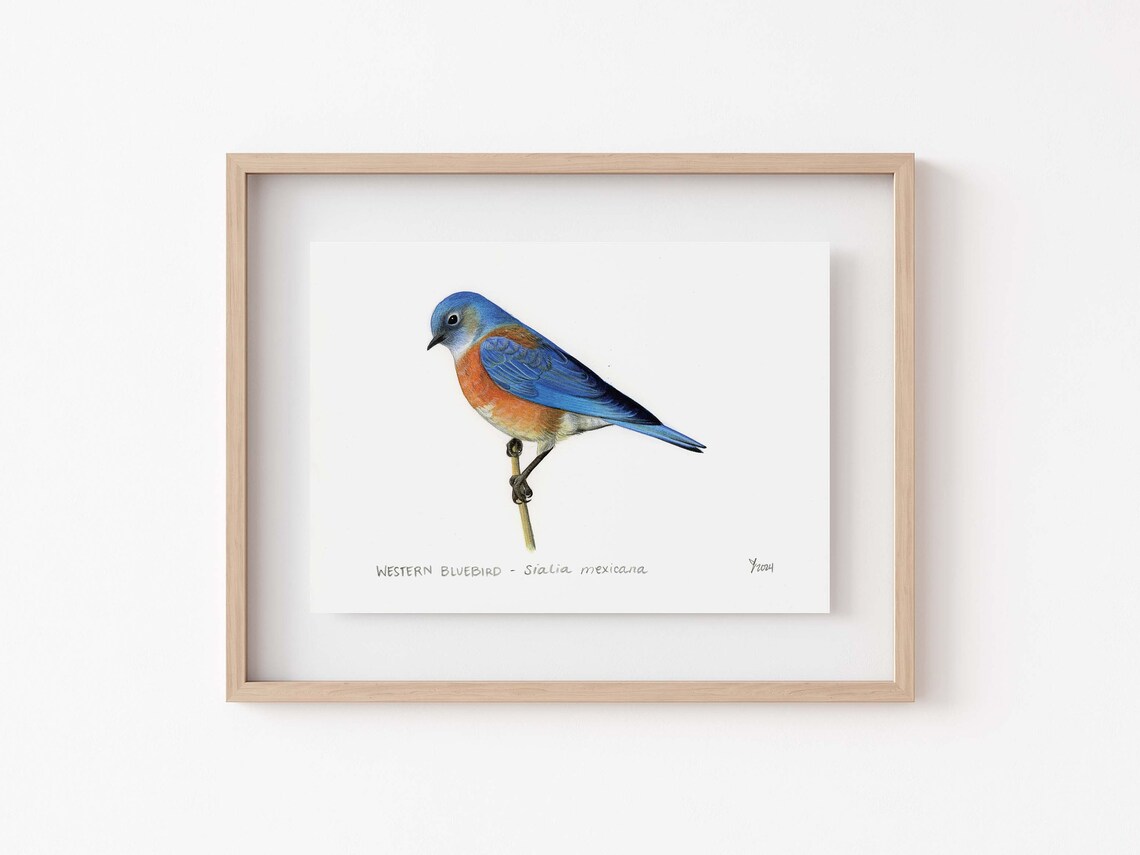 Vintage Inspired Western Bluebird Wall Art Print