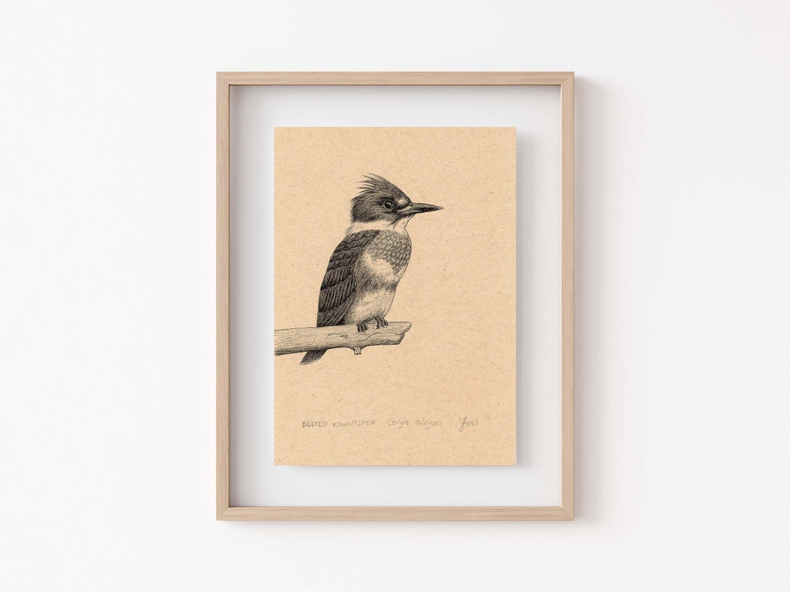 Belted Kingfisher Perched on Branch Ink Drawing Kraft Poster