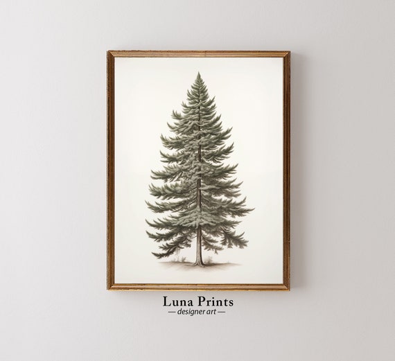 Pine Tree Drawing Art Vintage Winter Illustration