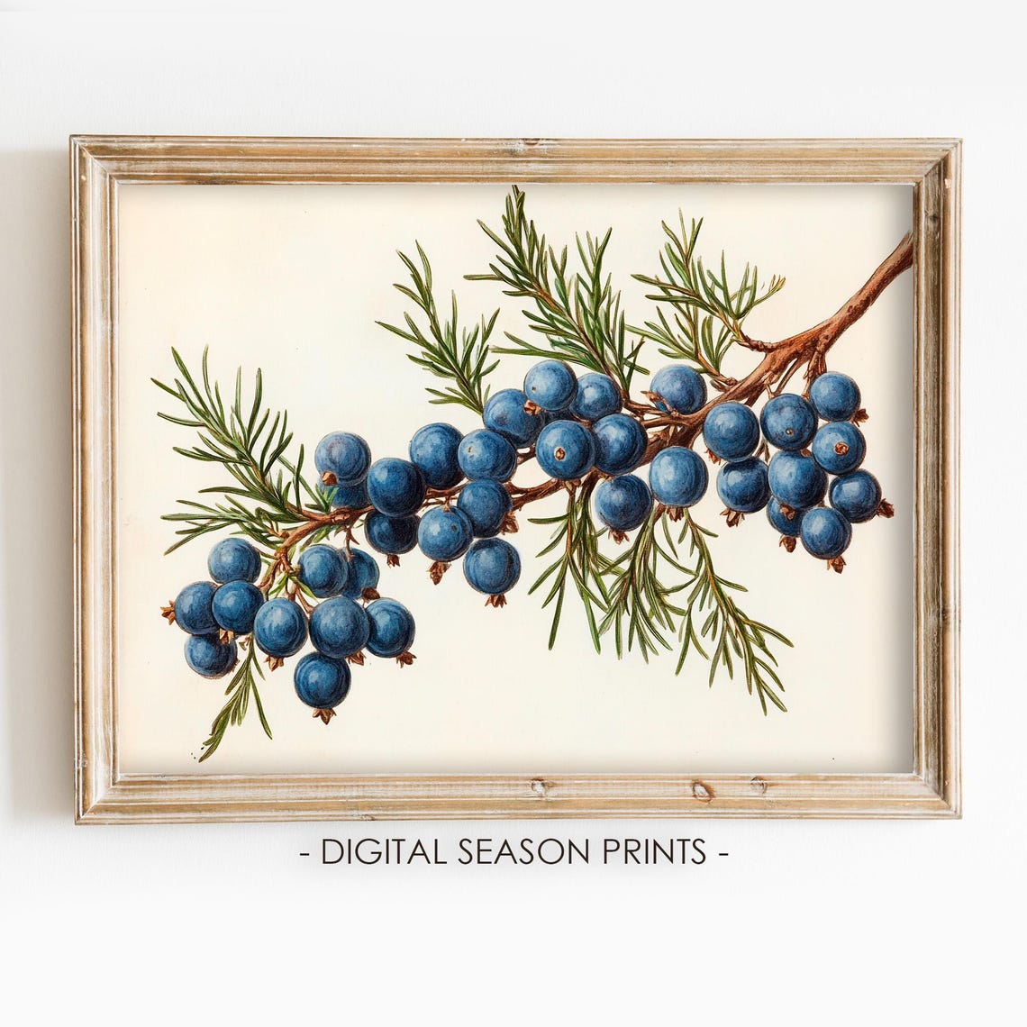 Vintage Juniper Branch Botanical Blue Berries Christmas Print