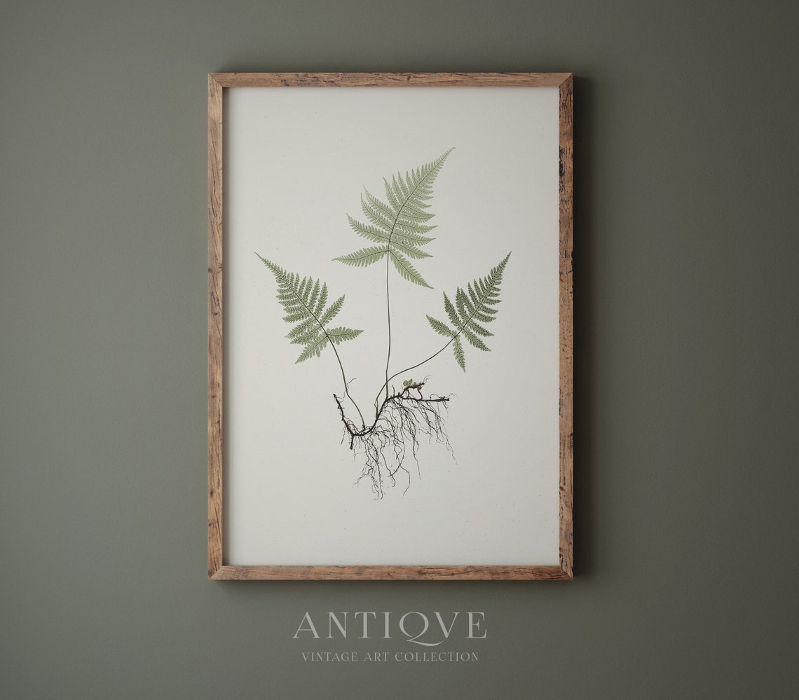 Fern Botanical Study With Roots Antique Natural History Poster - Image 4