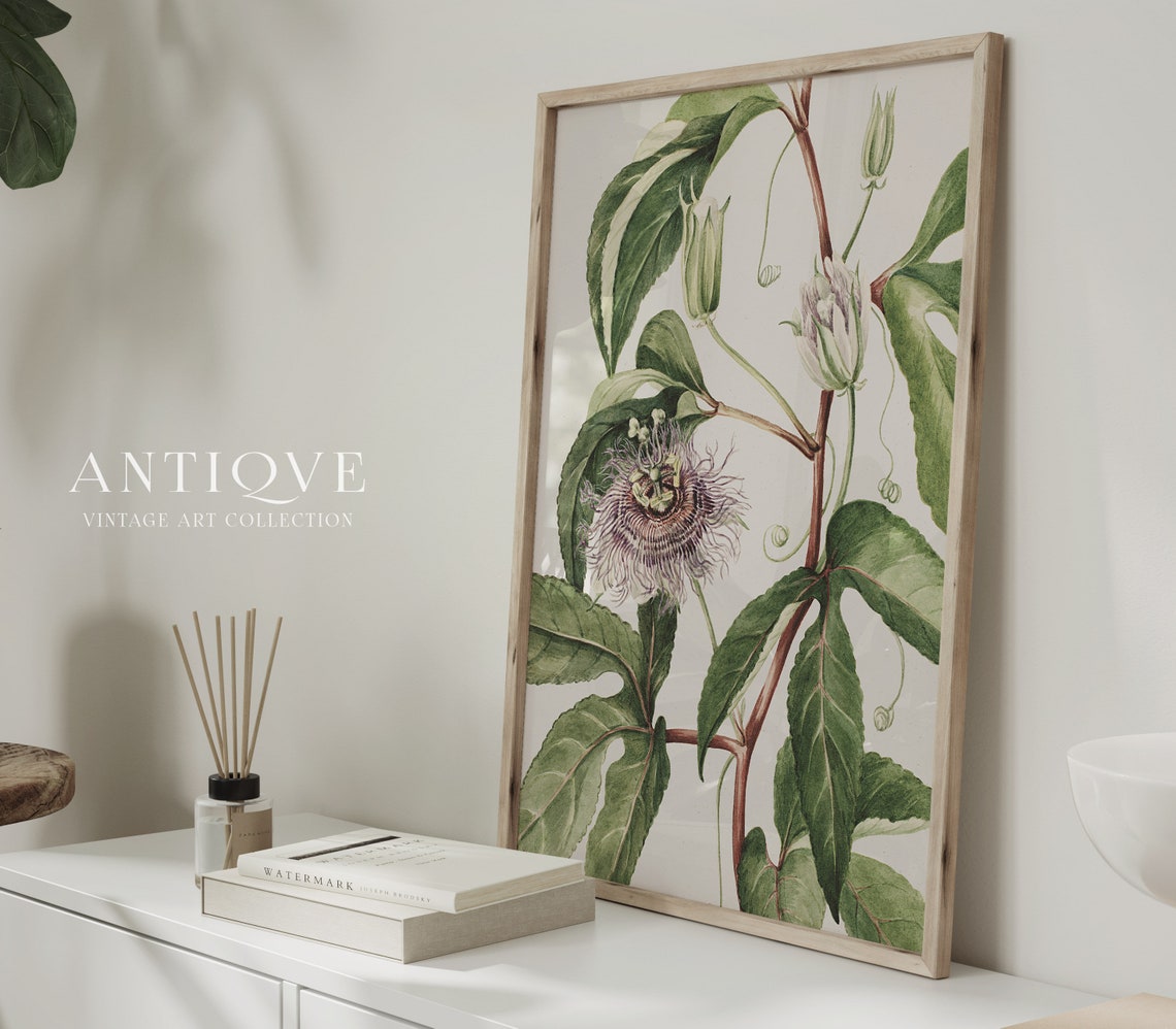 Passionflower Vine Antique Botanical Engraving Floral Poster - Image 4
