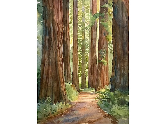 Redwood National Park Watercolor Art Print, California