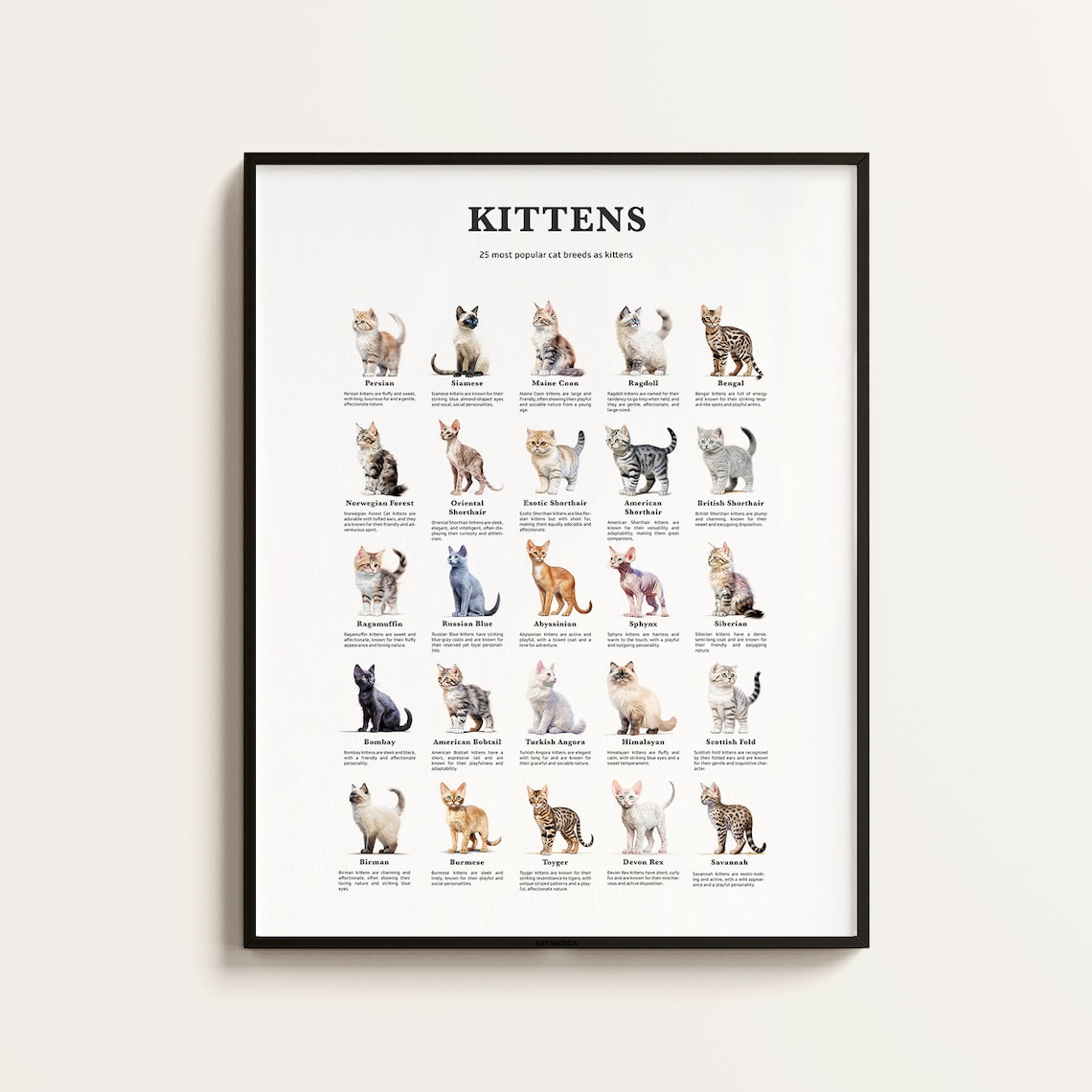Popular Cat Breeds As Kittens, Cat Breed Infographics