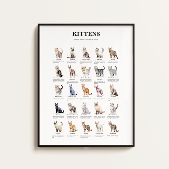 Popular Cat Breeds As Kittens, Cat Breed Infographics