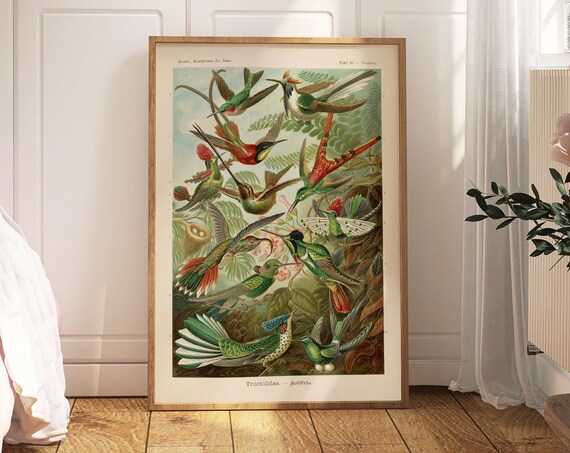 Haeckel Trochilidae Vintage Hummingbird Natural History Art Poster