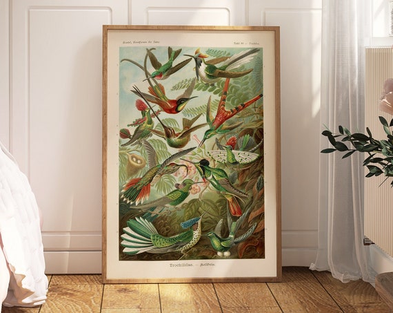 Vintage Birds Poster Haeckel Prints Kolibris Art Nature Print Tropical Bird Wall Art Hummingbirds Wall Art Exhibition Wall Art Print