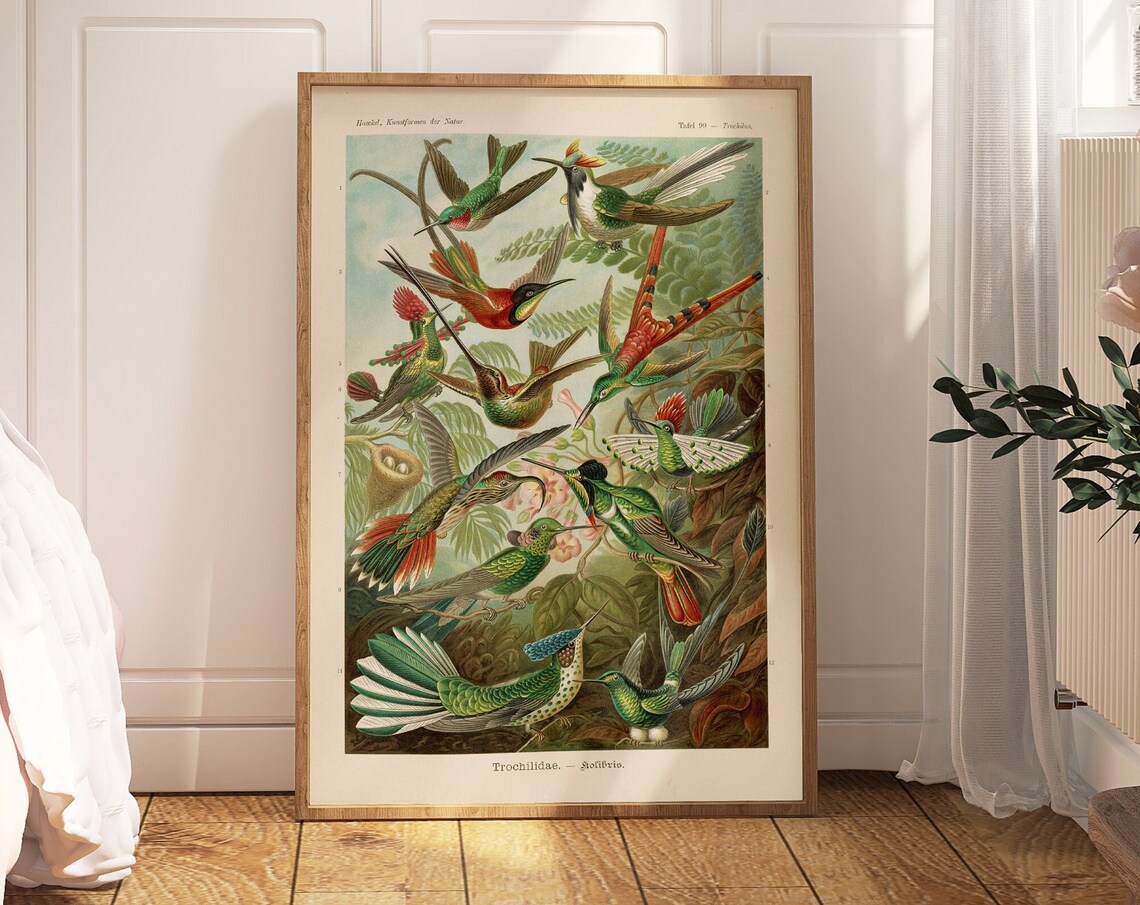 Haeckel Trochilidae Vintage Hummingbird Natural History Art Poster