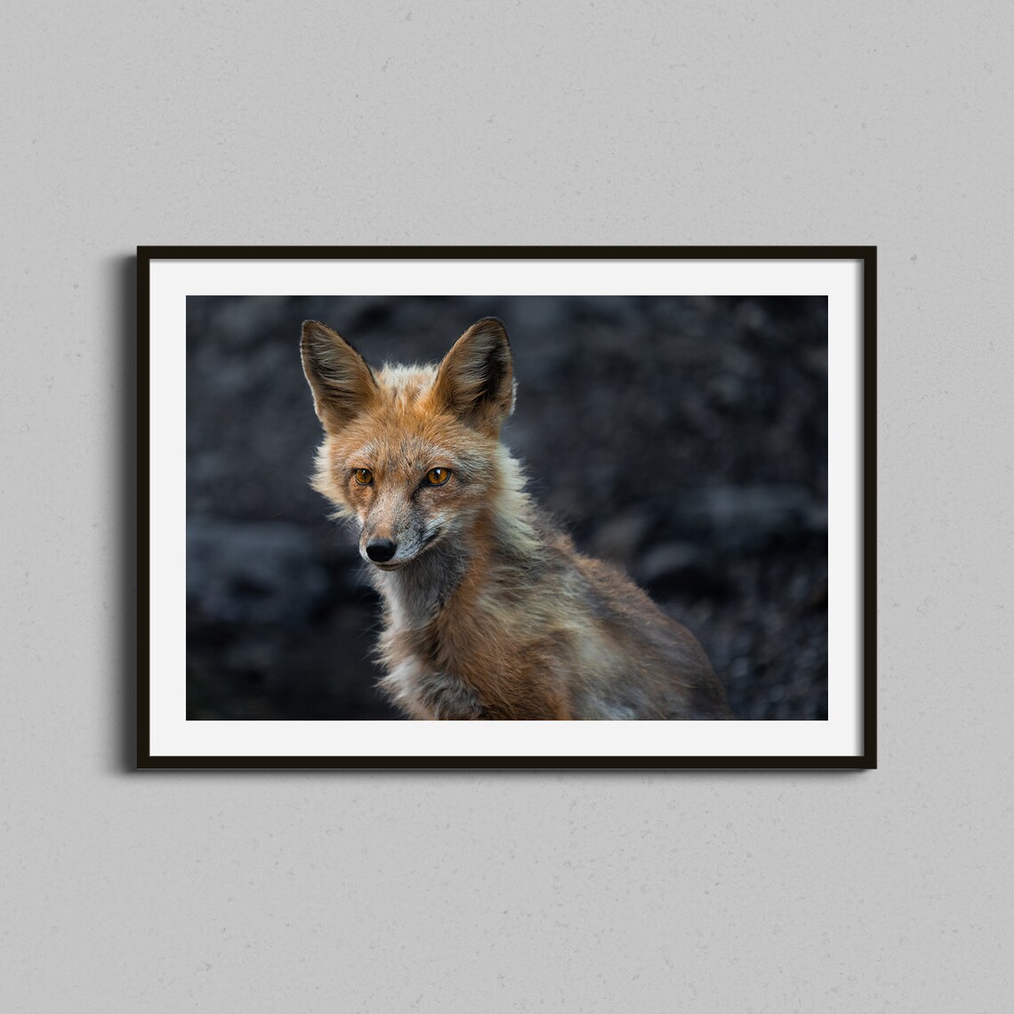 Red Fox Close-Up Portrait Photography Poster Wildlife Nature Art
