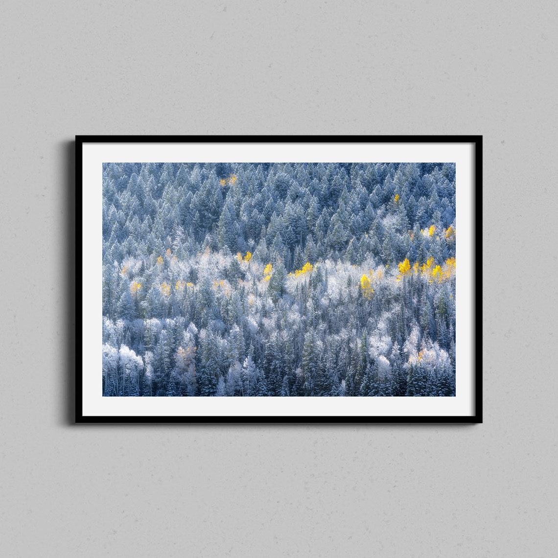 Snow Frosted Evergreen Forest Golden Aspen Trees Winter Photo Poster