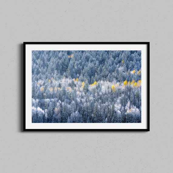 Snow Frosted Evergreen Forest Golden Aspen Trees Winter Photo Poster