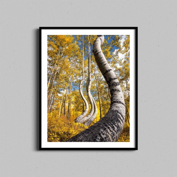 Dancing Aspen Trees Golden Autumn Forest White Trunk Photo Print