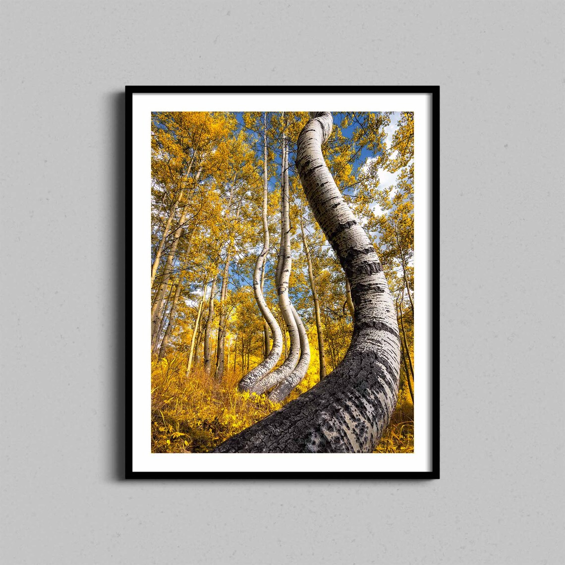 Dancing Aspen Trees Golden Autumn Forest White Trunk Photo Print