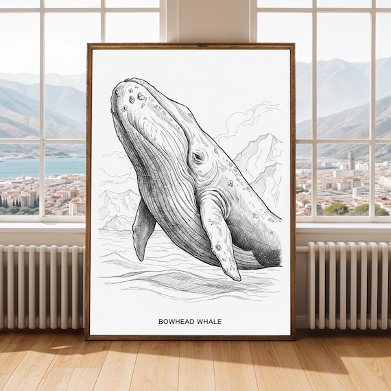 Bowhead Whale Art Print Black And White Ink Drawing