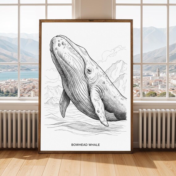 Bowhead Whale Fine Line Ink Drawing Breaching Ocean Art Poster