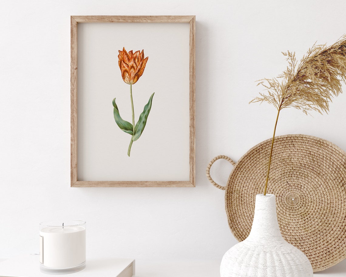 Single Rust Orange Garden Tulip Botanical Vintage Flower Art Print - Image 3