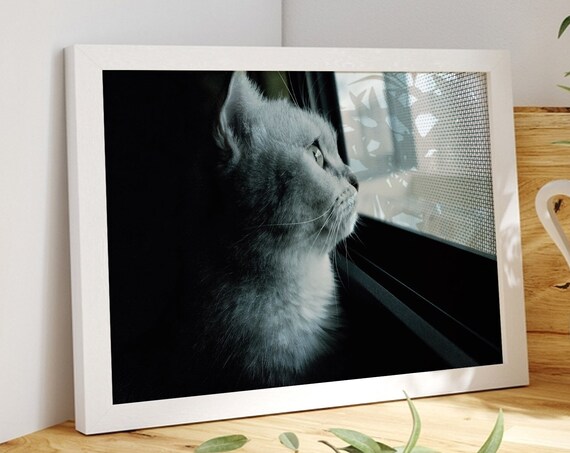 Cat Poster Print White Art Funny