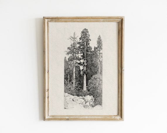 Vintage Botanical Forest Tree Drawing Art Print