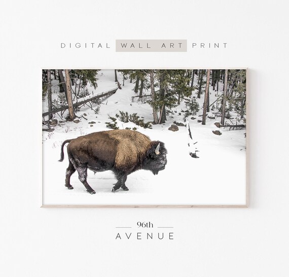 Winter Bison Art Print, Western Wall Art