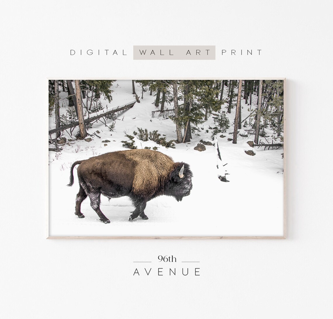 Winter Bison Art Print, Western Wall Art