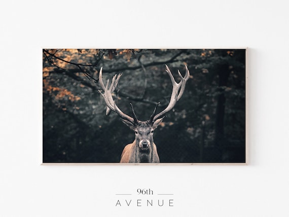Autumn Forest Reindeer Wildlife Art Print