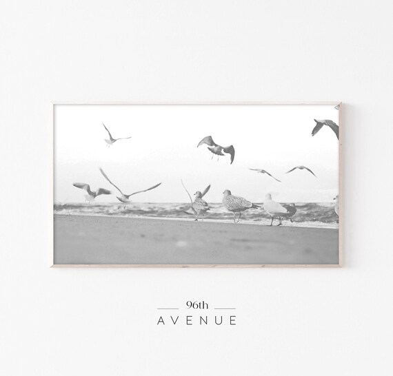 Flock Of Seagulls On A Sandy Beach Black And White Coastal Poster