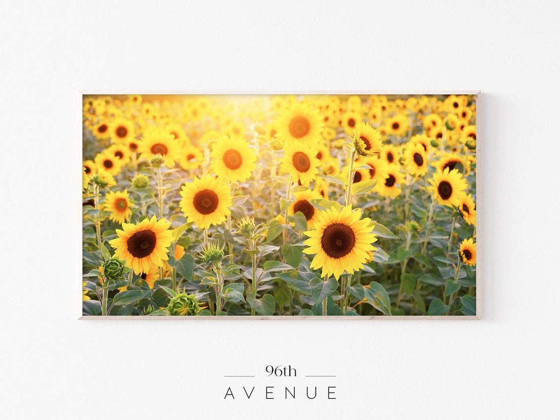 Sunflower Field Golden Hour Backlit Summer Meadow Blooms Print
