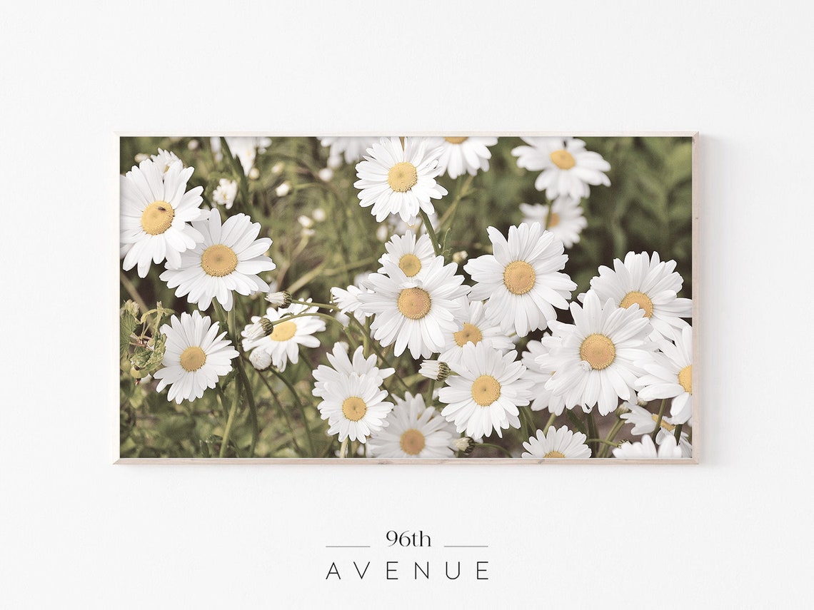 White Daisy Field Yellow Centers Bright Spring Flower Poster