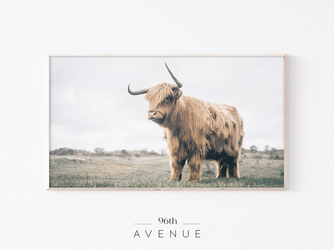 Highland Cow Art for Frame TV