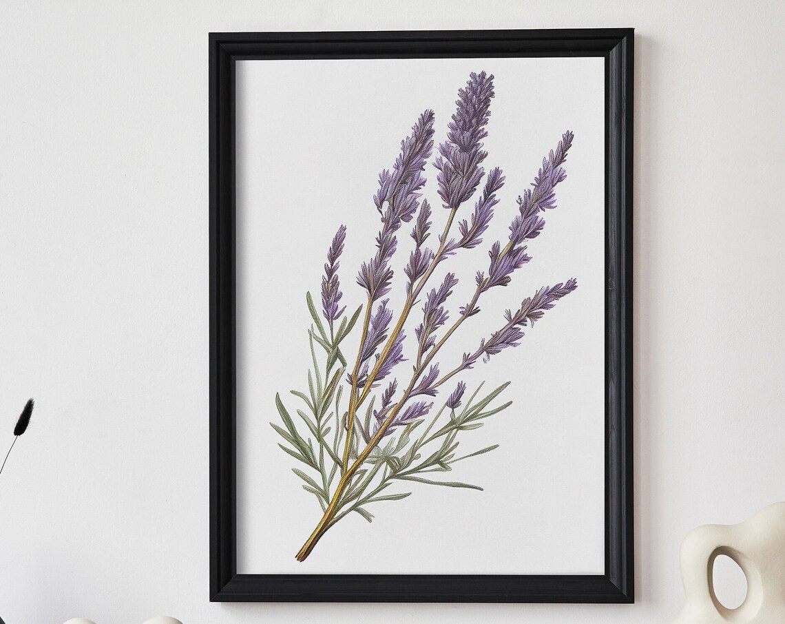 Lavender Botanical Vintage Style Herb Illustration Art Poster