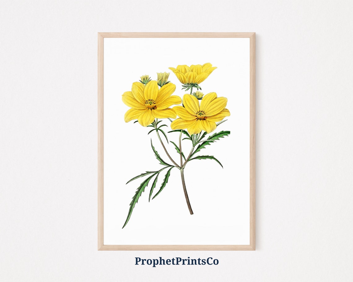 Yellow Cosmos Flower Vintage Botanical Illustration Cheerful Poster