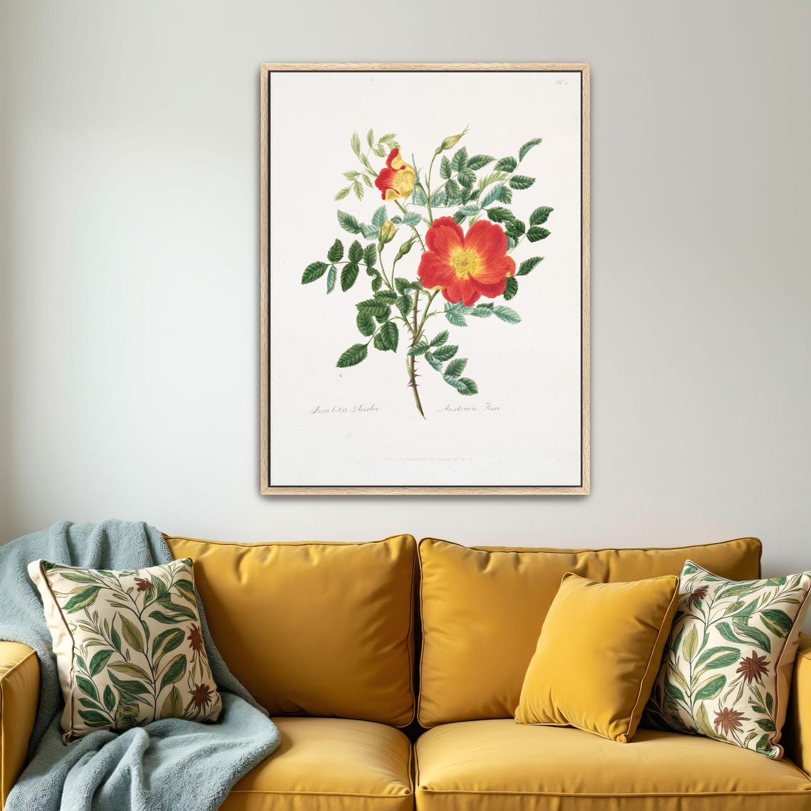Austrian Rose Red Bloom Vintage Botanical Illustration Art Poster - Image 5