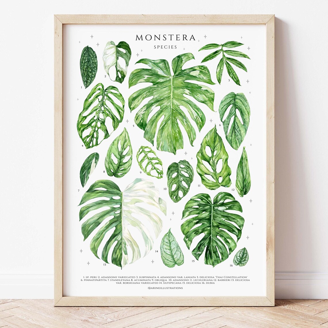 Monstera Species Deliciosa Adansonii Leaf Chart Watercolor Poster