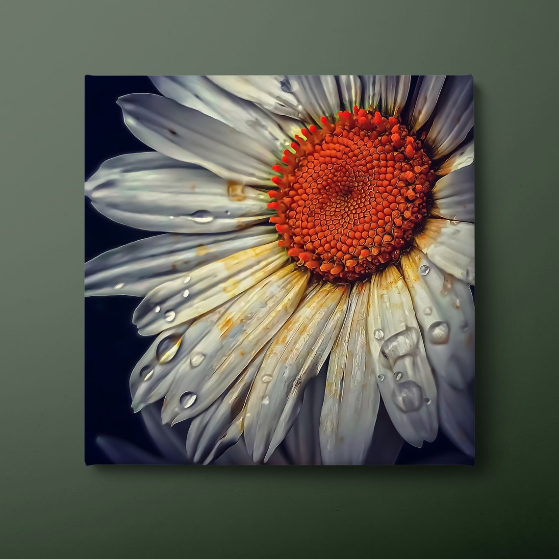 White Daisy Macro Water Droplets Fresh Petals Dark Background Print